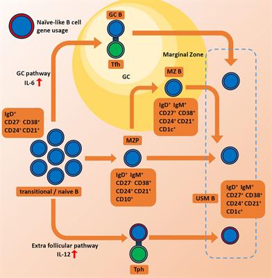 B cell receptor repertoire abnormalities in autoimmune disease